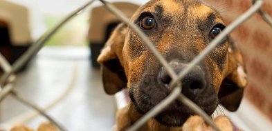 Znane celebrytki wsparły schronisko dla zwierząt w sąsiednim powiecie