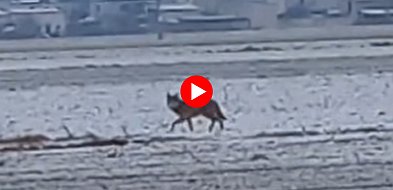 Wilk nagrany w środku dnia w sąsiednim powiecie! Gmina ostrzega