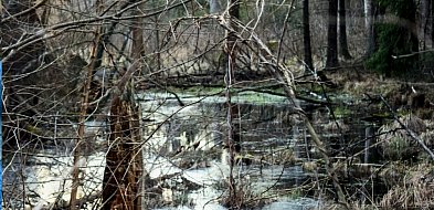 Zaryzykował dla niej życie! 27-latka utknęła w bagnie i zapadała się coraz głębiej