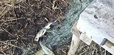 Rozciągnęli sieci przez całe jezioro. Wkrótce sami wpadli w sidła... policji