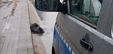 Nietypowa wizyta w centrum miasta! Siedział na kratce ściekowej. Nie uciekał