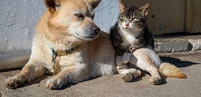 Nowy obowiązek dla właścicieli psów i kotów! Lepiej tego nie lekceważyć