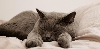 Najlepsze Karmy dla Kotów w Netto: Karmy dla Kotów z dobrym składem