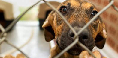 Znane celebrytki wsparły schronisko dla zwierząt w sąsiednim powiecie