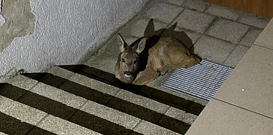 Nietypowa interwencja w rejonie żłobka. Tak zakończyła się ta historia...