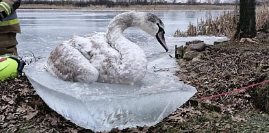 Łabędź przymarznięty do tafli lodu. Udana akcja strażaków z OSP...