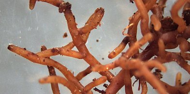 Mikoryza w praktyce - naturalny sposób na bujniejsze plony