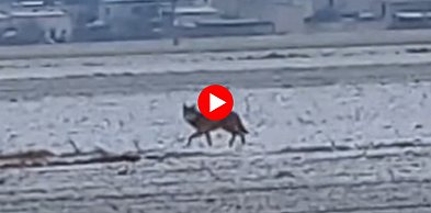 Gmina wydała apel!  Zwracajcie uwagę na swoje otoczenie i nie podchodźcie...