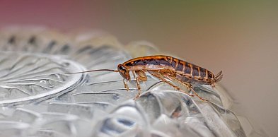 Prusaki w domu – skąd się biorą i jak się ich pozbyć?