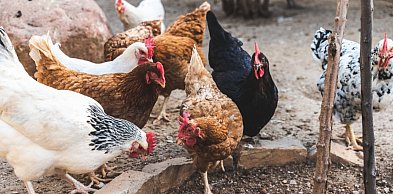 W powiecie gostyńskim nie ma już obszarów zagrożonych