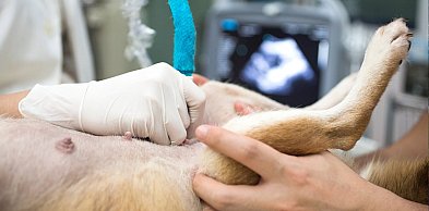 Darmowa akcja ale nie dla wszystkich. Gmina próbuje w ten sposób rozwiązać problem