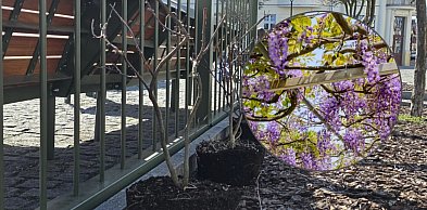To będą bujne i efektowne ozay kwiatów. Do tego wszystkie w tym samym kolorze.