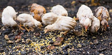 Te gminy uznano za najbardziej zagrożone! Od teraz obowiązują tam restrykcyjne...