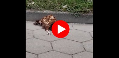 Najpierw tabliczki, potem martwa kura? Twierdzi że większej ustawki nie widział