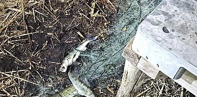 Rozciągnęli sieci przez całe jezioro. Wkrótce sami wpadli w sidła... policji