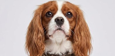 Jak dobrać szelki dla psa, żeby nie uciskały i nie obcierały? Poradnik dogs.pl