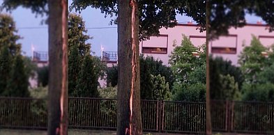 Jakby ktoś rzucił granat - napisał czytelnik. Piorun uderzył w drzewo w Gostyniu