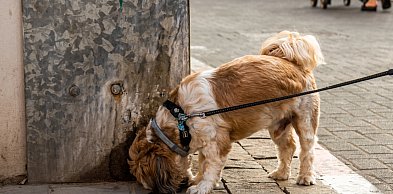 Na osiedlu grasuje "truciciel psów"? Sprawę potraktowano bardzo poważnie