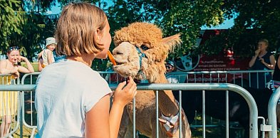 Alpaki, dinozaury... Takiego dnia najmłodsi długo nie zapomną.