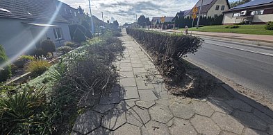Mieszkańcy gotują się ze złości. "To jakiś żart!" - mówią. Co dalej z żywopłotami?-83460
