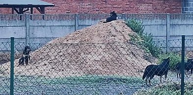 Strach padł na mieszkańców Jawor? W tle wstrząsająca tragedia z Zielonej Góry-83796