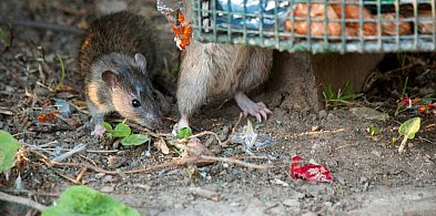 Szykuje się duża akcja! Obejmie lokale, sklepy, posesje. Władze podjęły decyzję-84074