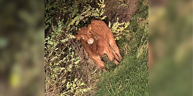 Uciekł z zagrody i grasował po okolicy. Dziś pojawiła się nowa wiadomość-84164