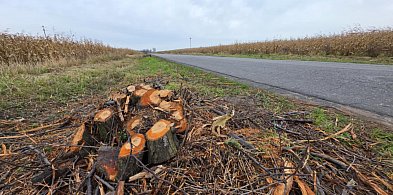 Jednego dnia, wszystkie wycięto w pień!. Miejscowy pszczelarz załamuje ręce...-84716