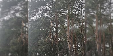 Twierdzi, że jazda a drogą to jak "oszukać przeznaczenie". Nie wierzy, że nikt...-85725