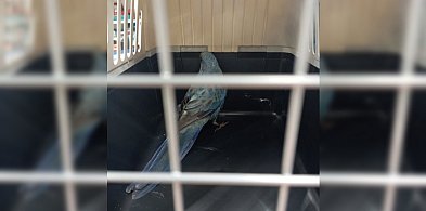 Nietypowe zgłoszenie po świętach. Wyprzedaże przyciągnęły do sklepu…-86269