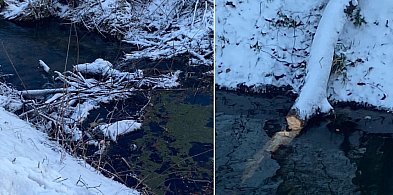 Obgryzione drzewo i gałęzie w korycie rzeki. To sygnał, że znowu się pojawiły...-86419