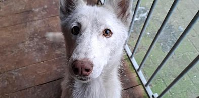 Biegła za autem, aż zrozumiała, że została porzucona. Są zarzuty dla 25-latka-86512