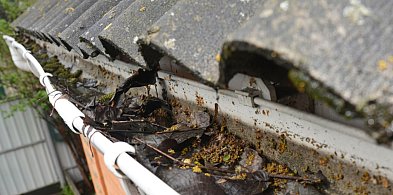 Masz go na posesji? Zostało niewiele czasu, a to obowiązek każdego właściciela-86608