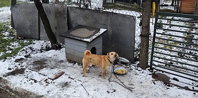 To była krótka piłka. Po tej interwencji pies pozbył się łańcucha, a właściciel...