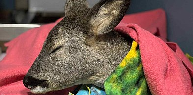 Nie miało nawet roku. Leżało na mrozie, przy ruchliwej ulicy. Liczył się czas...