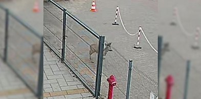 Takiego gościa się nie spodziewali. Być może wiedział, że drzwi będą otwarte