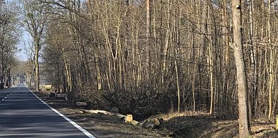 Burmistrz się zgodził, piły poszły w ruch. Klony, lipy jesiony... WZDW tłumaczy