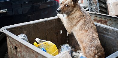 Za dziecko trzeba płacić, a za psa już nie? Czy to sprawiedliwe pyta czytelnik