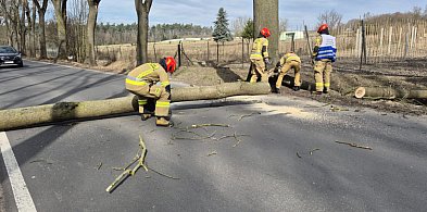 Sekundy mogły zdecydować o wszystkim. Drzewo runęło na drogę za wiaduktem