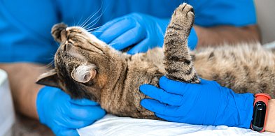 Martwy kot i wstrząsające ustalenia policji. W ciele zwierzęcia znaleziono...