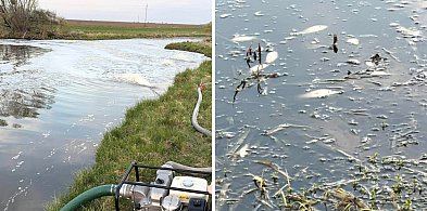 Skażenie pod Piaskami? Woda zmieniła kolor, potem zaczęły wypływać ryby