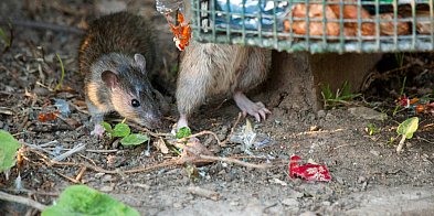 Szykuje się duża akcja! Obejmie lokale, sklepy, posesje-84074