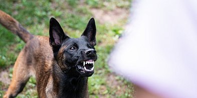 Ten apel biegaczki wywołał burzę w sieci! "Strach przebiegać obok psów"...-84776