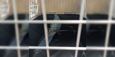 Poświąteczne wyprzedaże przyciągnęły do sklepu… papugę-86269