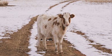 Nietypowe ogłoszenie pojawiło się w sieci...-86401