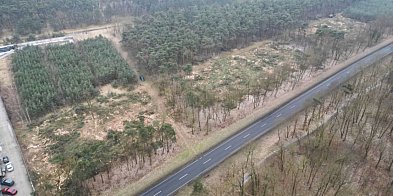 Znikają drzewa przy drodze w stronę Gostynia. Dlaczego?