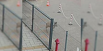 Takiego gościa się nie spodziewali. Być może wiedział