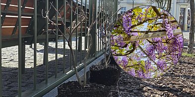 To będą bujne i efektowne ozay kwiatów. Do tego...