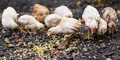 Te gminy uznano za najbardziej zagrożone! Od teraz obow