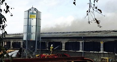 50 krów w ostatniej chwili wyprowadzonych! Płomienie sięgały dachu-83409